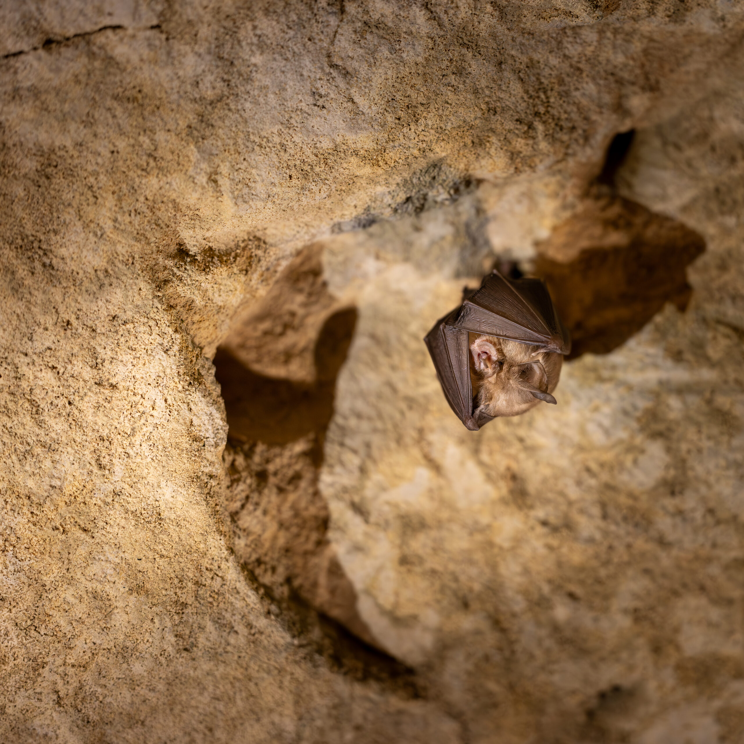 Grand_Rhinolophe_(c) NIMAL_Natura2000_7067