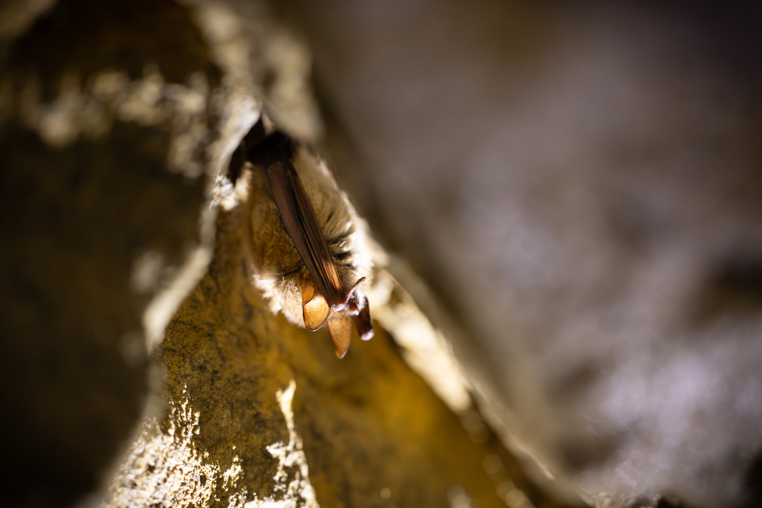 Murin_à_oreilles_échancrées_(c) NIMAL_Natura2000_7199