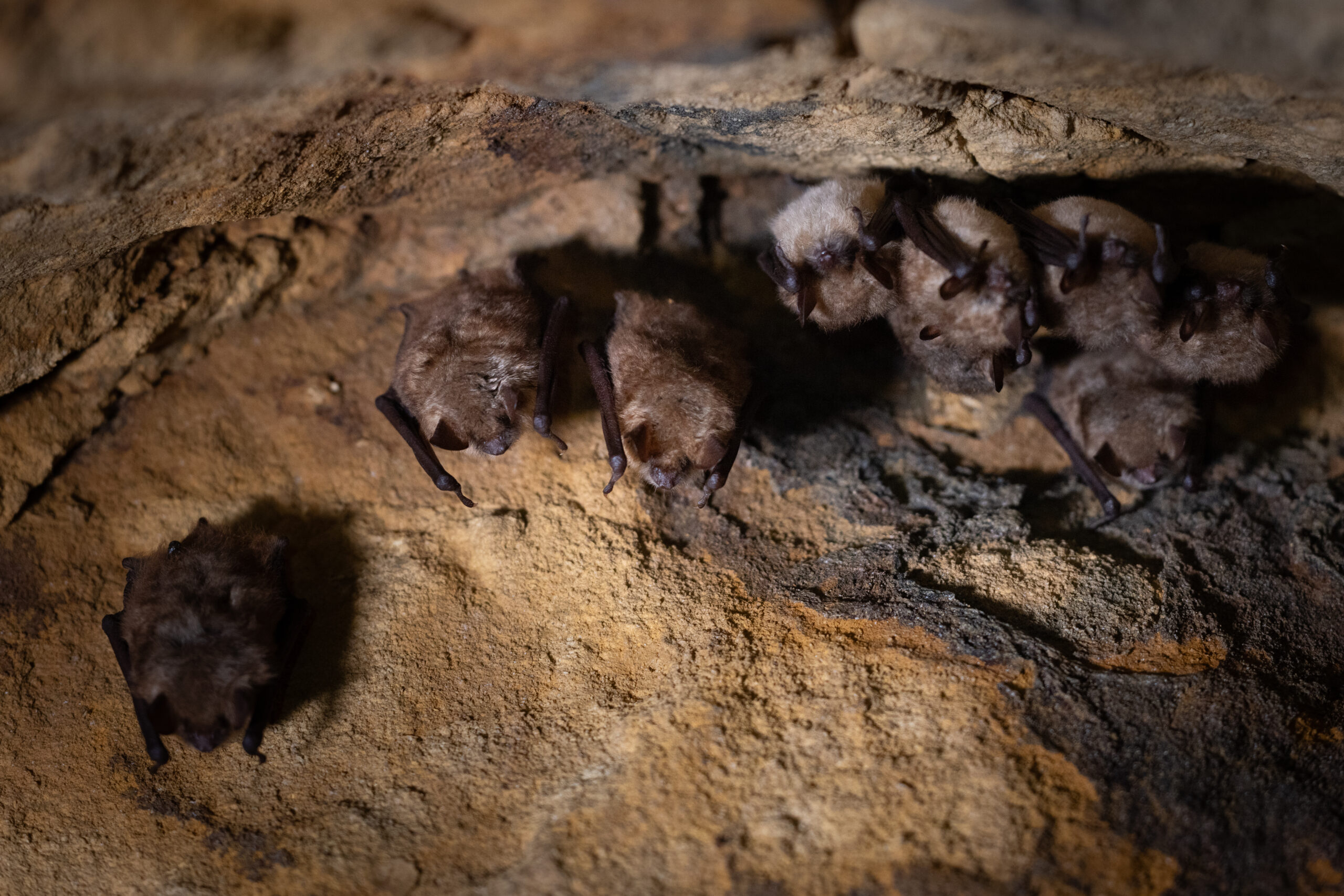 Murin_à_oreilles_échancrées_(c) NIMAL_Natura2000_7436