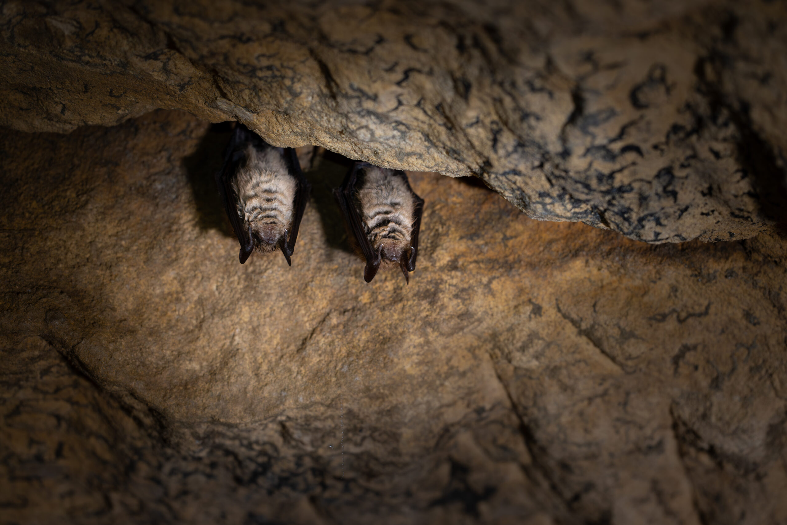 Murin_à_oreilles_échancrées_(c) NIMAL_Natura2000_7456